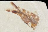Bargain, Multiple Cretaceous Fossil Fish (Armigatus)- Lebanon #102587-2